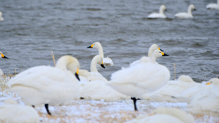 Obraz premium Swans in Uwasakigata, 2021/12/26f