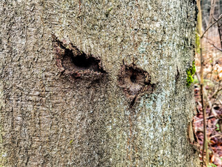 ants on the tree