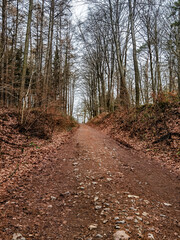 path in the woods