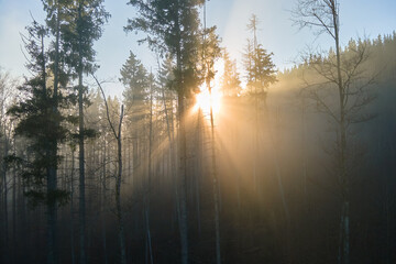 Fototapeta na wymiar Aerial view of amazing scenery with light beams shining through foggy dark forest with pine trees at autumn sunrise. Beautiful wild woodland at dawn