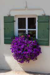 Cottage windows, petunias from the window