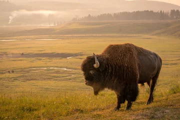 Poster Bison in Yellowstone Hayden  © Amy