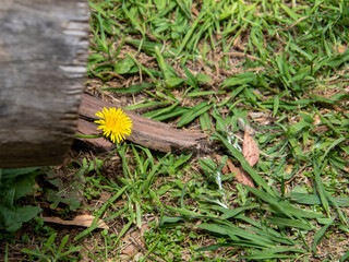 Tiny yellow dandelion flower isolated next to a piece of wood in a field