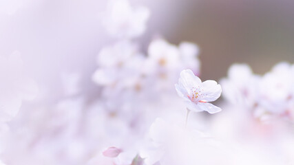 Naklejka na ściany i meble 優しい光を浴びて淡くふんわりした桜の花のクローズアップ