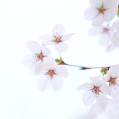 白背景の桜の花の枝先アップ　正方形