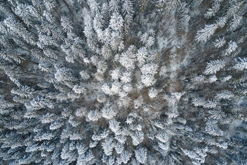 Top down aerial view of snow covered evergreen pine forest after heavy snowfall in winter mountain woods on cold quiet day