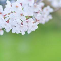 Fototapeta na wymiar 満開の桜の花の枝先アップ　緑背景