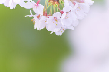 優しい光を浴びて淡くふんわりした桜の花のクローズアップ