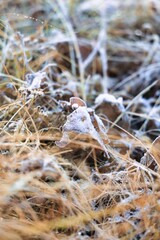 早朝の枯れ葉に降りた冷たい霜