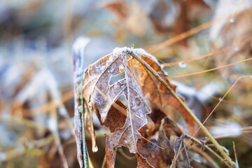 早朝の枯れ葉に降りた冷たい霜