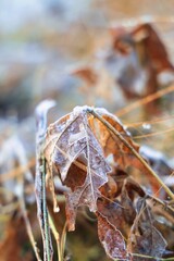 早朝の枯れ葉に降りた冷たい霜早朝の枯れ葉に降りた冷たい霜