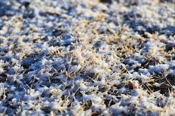 早朝の芝生に積もった雪