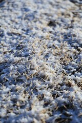 早朝の芝生に積もった雪