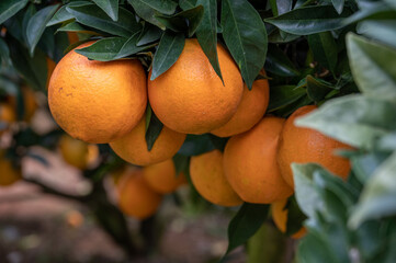 Green branches and leaves are covered with close-up of golden oranges