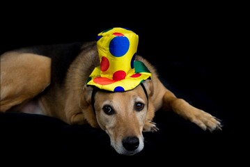 portrait of mongrel dog with yellow hat with colorful polka dots
