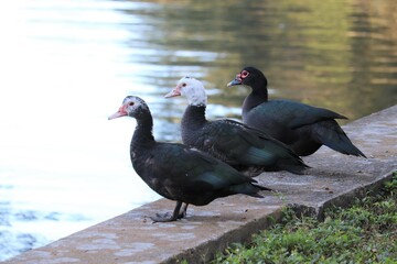 Three Ducks Standing Side by Side
