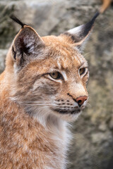 Portrait of The Eurasian lynx close-up, lat. Lynx lynx
