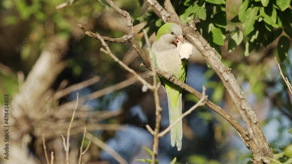 Poster portrait shot of a beautiful monk parakeet, myiopsitta monachus perching on a tree branch, feeding o