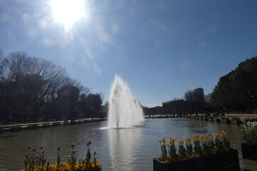 Fototapeta premium Fountain and tulip