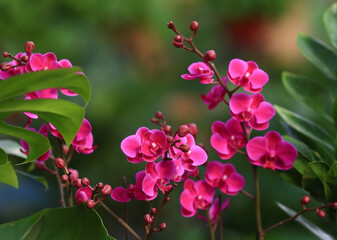 Butterfly Orchids in full bloom, in the greenhouse