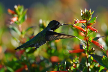 hummingbird on a flower
