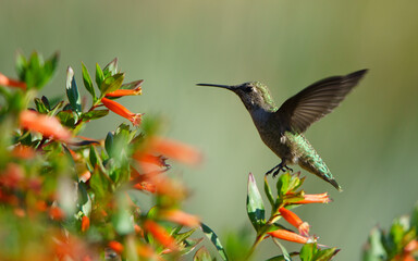 hummingbird and flower