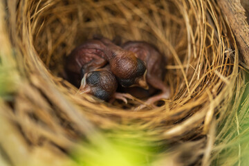 baby bird resting in a nest on a tree branch