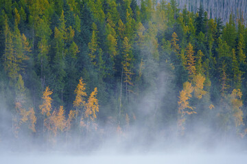 autumn forest in fog