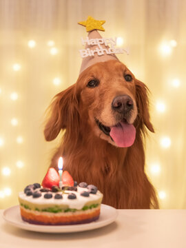 Golden Retriever and cake, celebrating birthday