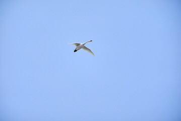 Flock of flying swans, 2021/12/26