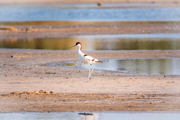 The pied avocet, Recurvirostra avosetta, is a large black and white wader with long, upturned beak