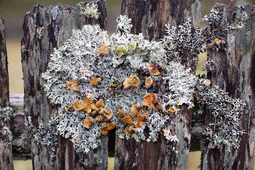 Lichen growing on an old worn  picket fence