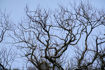 Winter trees, 2021/12/26