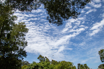 Clouds and blue skies seen through a gap in the forest canopy