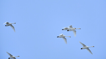 Flock of flying swans, 2021/12/26