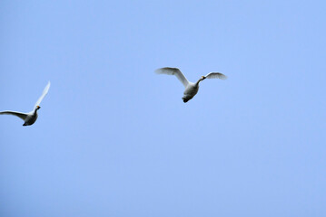 Flock of flying swans, 2021/12/26