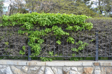 A metal decorative fence on a paved stepped base, framed by pruned green bushes in spring