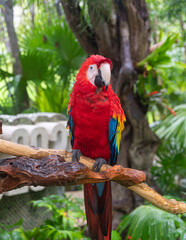 Red Macaw
