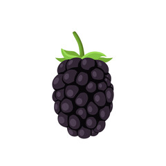 Flat vector of Boysenberries isolated on white background. Flat illustration graphic icon