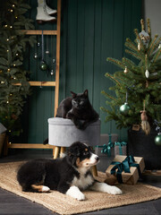 puppy and black cat playing by Christmas tree. Australian Shepherd dog, pets In holiday Decorations