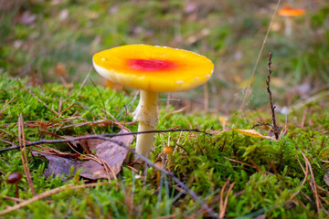 Giftiger Pfliegenpilz steht im Wald - makroaufnahme