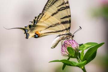 Beautiful Butterfly Scarce Swallowtail, Sail Swallowtail, Pear-tree Swallowtail, Podalirius. Latin name Iphiclides podaliriu. Butterfly collects nectar on flower.
