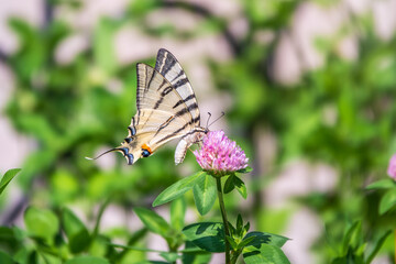 Beautiful Butterfly Scarce Swallowtail, Sail Swallowtail, Pear-tree Swallowtail, Podalirius. Latin name Iphiclides podaliriu. Butterfly collects nectar on flower.