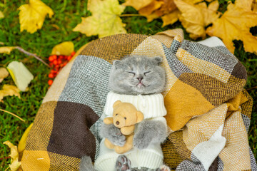 Funny kitten wearing warm sweater sleeps on plaid and hugs toy bear. Top down view