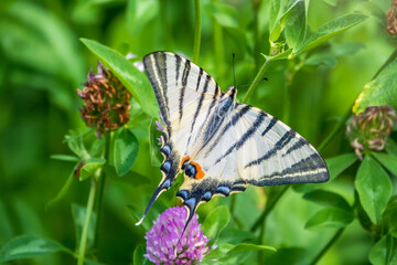 Beautiful Butterfly Scarce Swallowtail, Sail Swallowtail, Pear-tree Swallowtail, Podalirius. Latin name Iphiclides podaliriu. Butterfly collects nectar on flower.