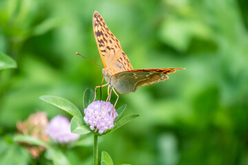 The dark green fritillary butterfly collects nectar on flower. Speyeria aglaja is a species of butterfly in the family Nymphalidae.