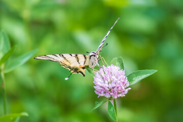 Beautiful Butterfly Scarce Swallowtail, Sail Swallowtail, Pear-tree Swallowtail, Podalirius. Latin name Iphiclides podaliriu. Butterfly collects nectar on flower.