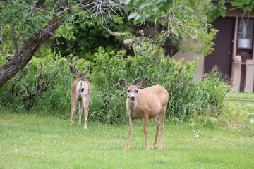 Deer Looking At Us, Waterton Lakes National Park, Alberta
