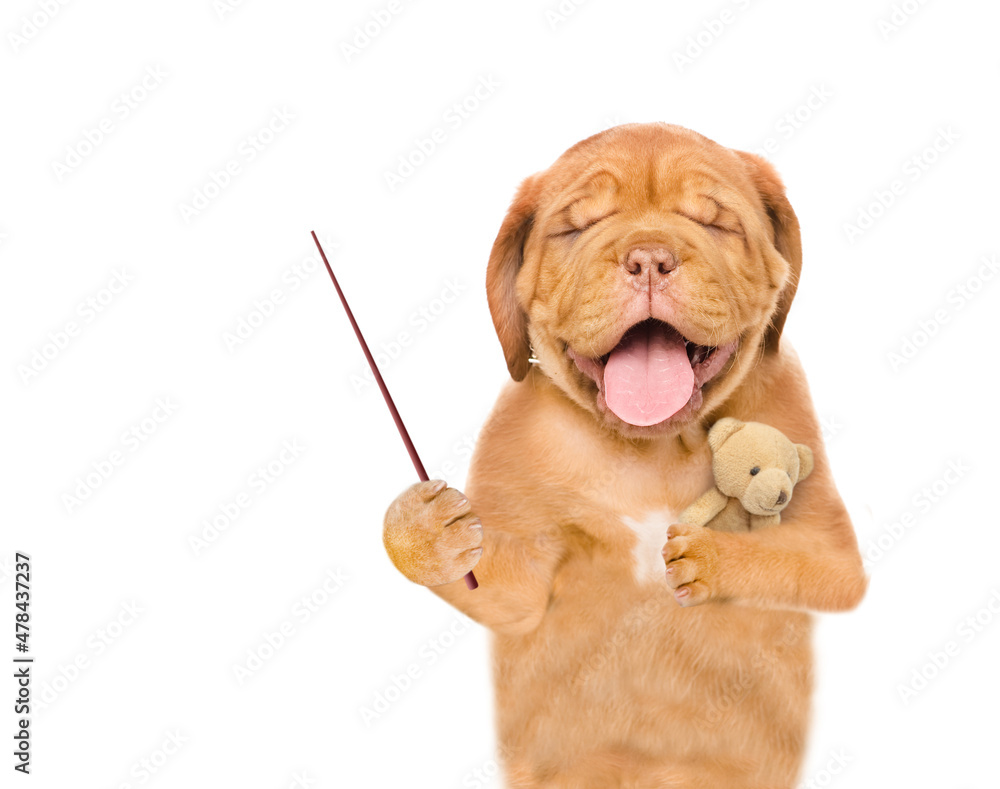 Poster yawning sleepy mastiff puppy hugs favorite toy bear and points away on empty space. isolated on whit