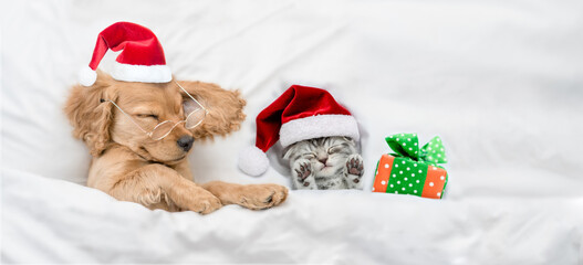 English Cocker spaniel puppy and tiny kitten wearing santa hat sleep together with gift box under white warm blanket on a bed at home. Dog  hugs toy bear. Top down view. Empty space for text